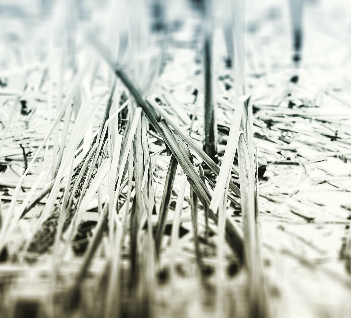 Close up image of a surface. Silver threads break through the background in a very dramatic way