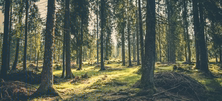 Pexels Rudolf Jakkel