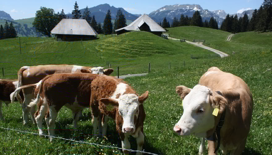 Alp, c)Anne-Catherine Minnig