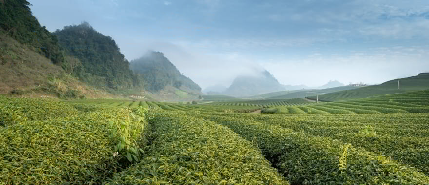 Foto von Quang Nguyen Vinh: https://www.pexels.com/de-de/foto/grune-plantage-2884905/