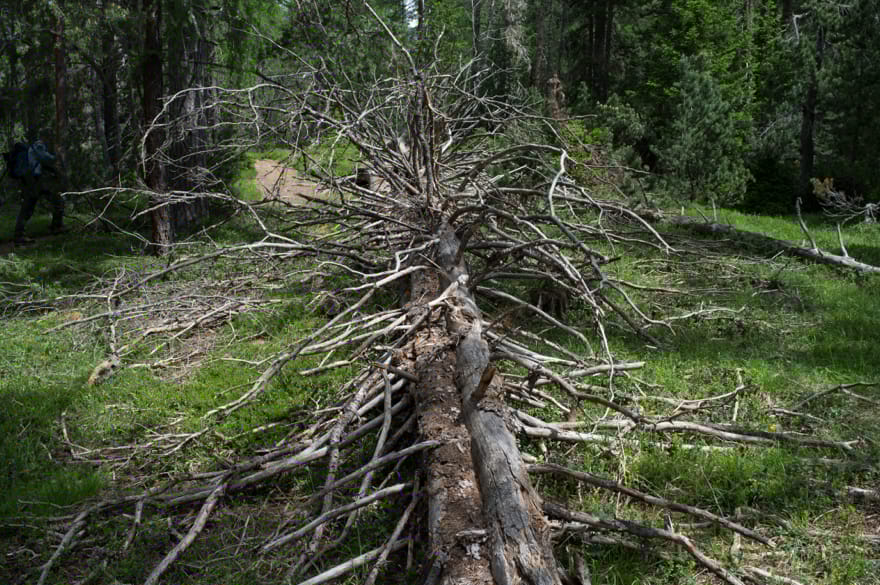 SNP (c) Norman Backhaus