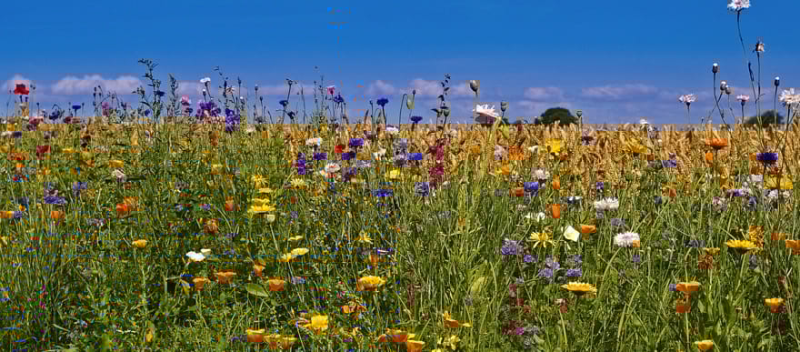 Bild von <a href="https://pixabay.com/de/users/kriemer-932379/?utm_source=link-attribution&amp;utm_medium=referral&amp;utm_campaign=image&amp;utm_content=1654585">Kerstin Riemer</a> auf <a href="https://pixabay.com/de/?utm_source=link-attribution&amp;utm_medium=referral&amp;utm_campaign=image&amp;utm_content=1654585">Pixabay</a>