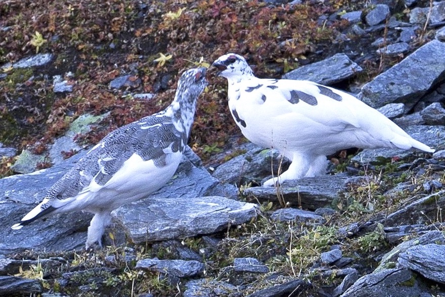 Foto: Aargauer Zeitung, Sandra Ardizzone