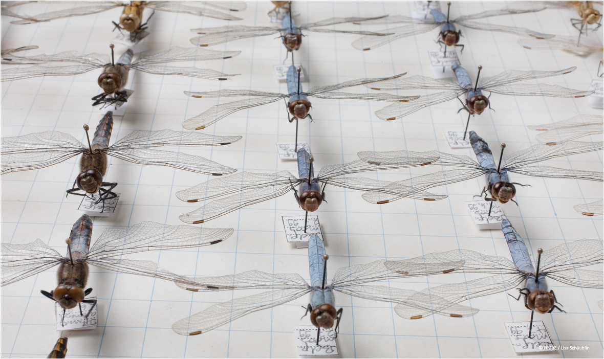 © NMBE / Lisa Schäublin